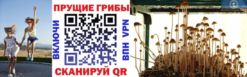 Галлюциногенные грибы Psilocybine cubensis  kraken tor  Сасово  купить  